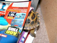 /album/tortellini/torti-14-jpg/
